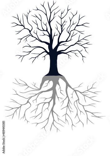 tree with roots 