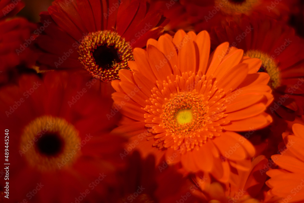 Not only roses are red. Closeup of red daisies. Not only roses are red. Closeup of red daisies.