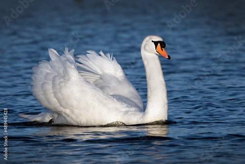 Fototapeta Naklejka Na Ścianę i Meble -  Swan of beauty