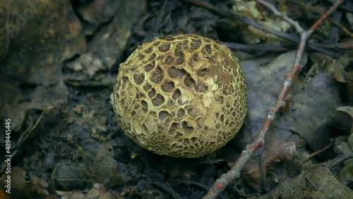 Scleroderma citrinum, commonly known as the common earthball, pigskin poison puffball or common earth ball against a forest floor.