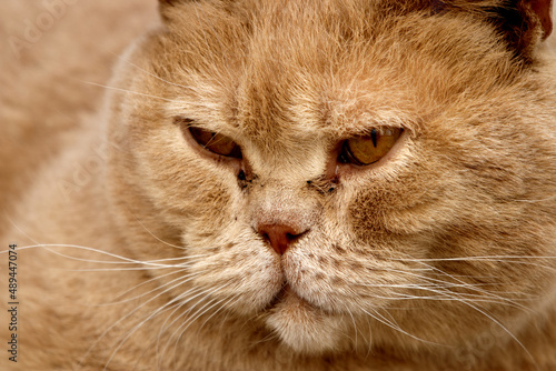 Close up of fluffy red cat looking angry
