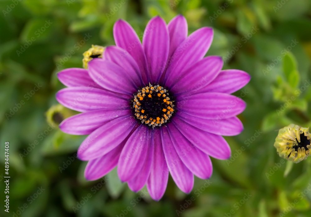 bee on a flower bee on a flower