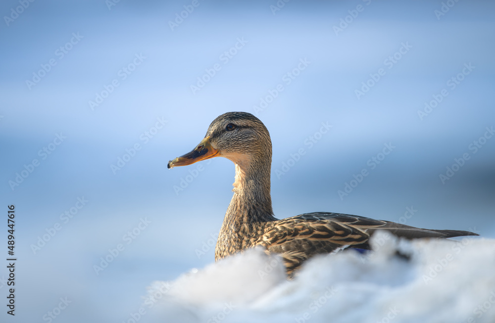 Photo on the topic of a duck in the snow Photo on the topic of a duck in the snow