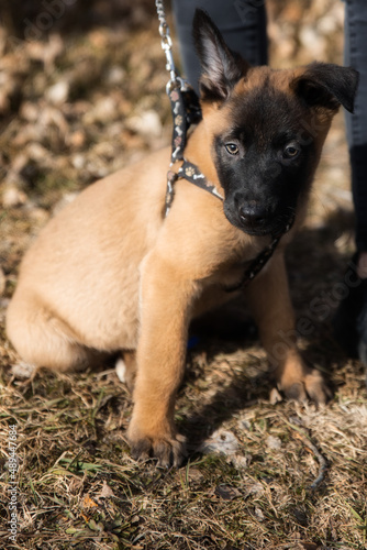 Foto belgian shepherd malinois puppy