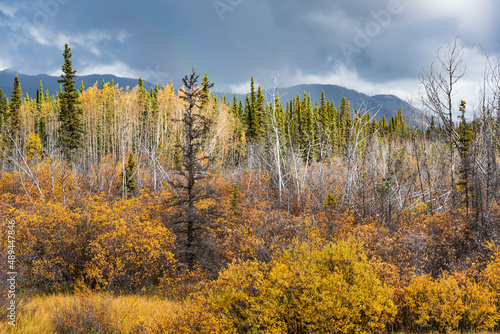Bright yellow trees in northern Canada in peak fall season with bright blue sky behind the isolated, wilderness landscape below. 