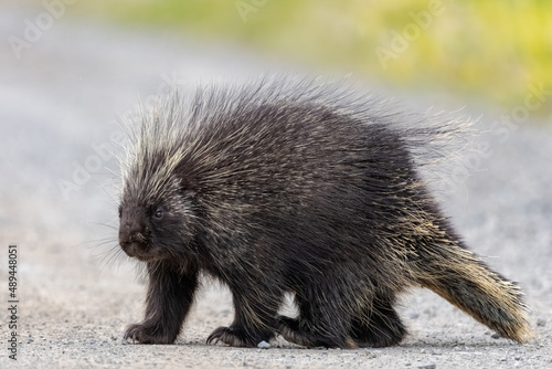 Wild porcupine seen side on profile with blurred background with quills, feet and face in view.  photo