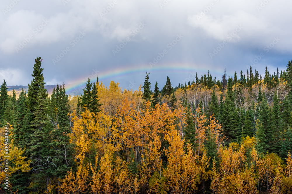 Bright yellow trees in northern Canada in peak fall season with bright blue sky behind the isolated, wilderness landscape below. Bright yellow trees in northern Canada in peak fall season with bright blue sky behind the isolated, wilderness landscape below.