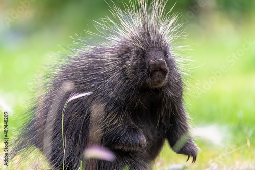 Close up face of a wild porcupine seen in summer time with blurred green, healthy background.  photo