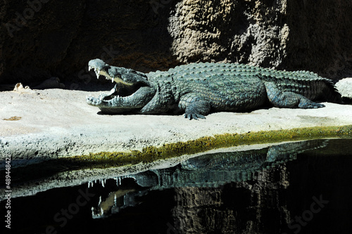 Alligator lying in the sun with his mouth open and showing his sharp white teeth.