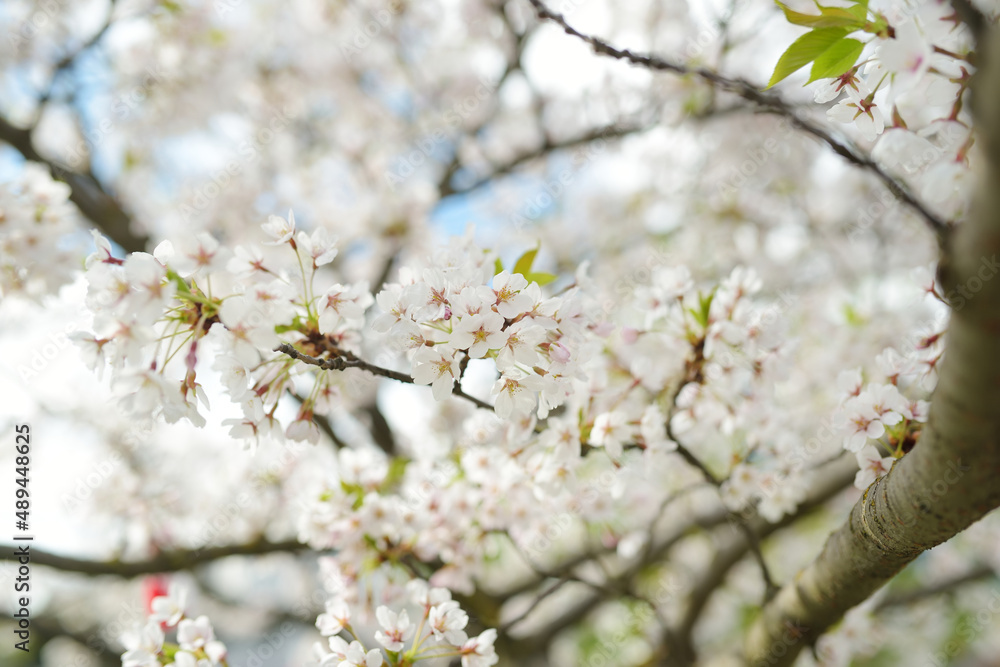 Beautiful cherry tree blossoming on spring. Tender cherry branches on sunny spring day outdoors.