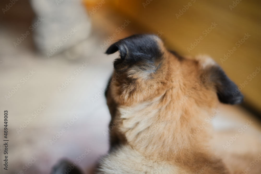 Obraz premium belgian shepherd malinois puppy