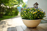 Beautiful violet and yellow colored pansies blooming in flower pot in a garden.