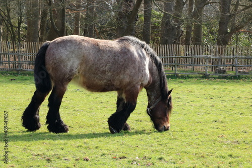 draft horse in a rural landscape, Bokrijk, Belgium photo