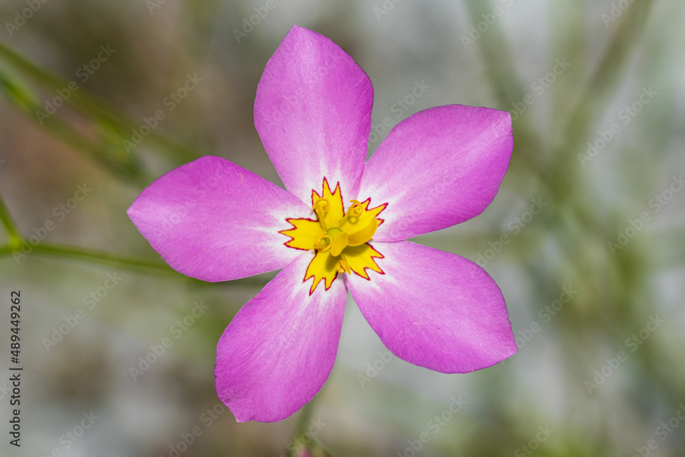 Fototapeta premium Rose of Plymouth a.k.a. marsh pink flower (Sabatia stellaris), closeup - Inverness, Florida, USA