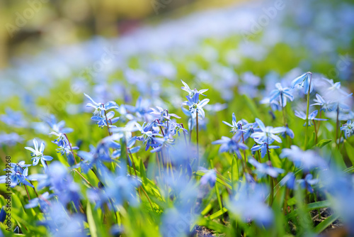 Obraz na płótnie Scilla flowers blooming in the garden on the Alpine hill