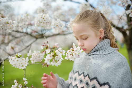 Adorable young girl in blooming cherry tree garden on beautiful spring day. Cute child picking fresh cherry tree flowers at spring.