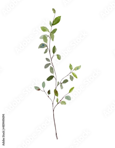 Watercolour botanical clipart with branch