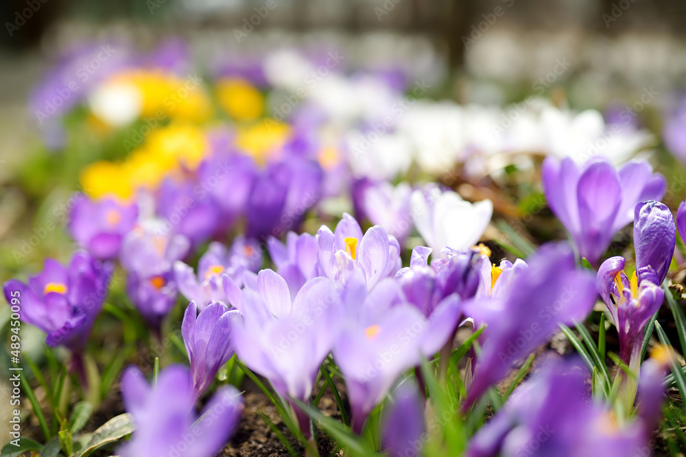 Blooming crocus flowers in the park. Spring landscape. Blooming crocus flowers in the park. Spring landscape.
