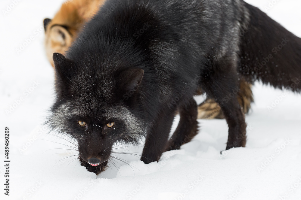 Silver Fox (Vulpes vulpes) Looks Out Nose Down Tongue Out Winter