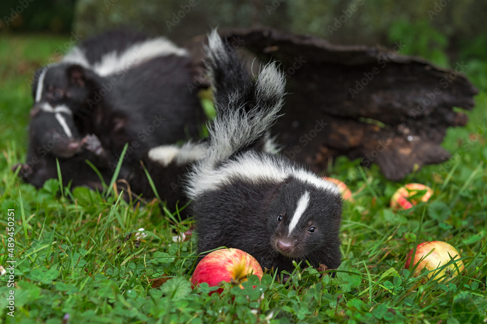 Naklejka premium Striped Skunk (Mephitis mephitis) Kit and Apple Adult Grabs Kit in Background Summer
