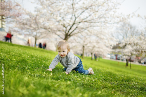 Cute toddler boy playing in blooming cherry tree garden on beautiful spring day. Adorable baby having fun outdoors.