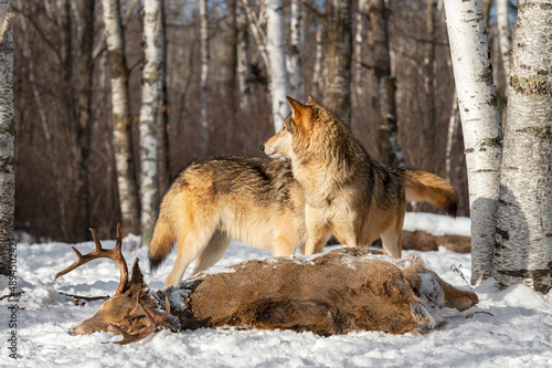 Two Grey Wolves (Canis lupus) Stands Over Body of White-Tail Deer Buck Winter © hkuchera