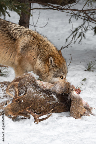 Grey Wolf  Canis lupus  Eye Over Body of White-Tail Deer Winter