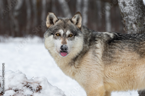 Grey Wolf  Canis lupus  Turns to Look Out Tongue Out Winter
