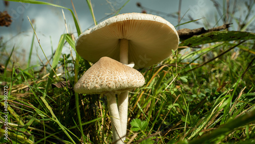 Obraz na plátně Parasol Mushrooms also known as giant toadstool