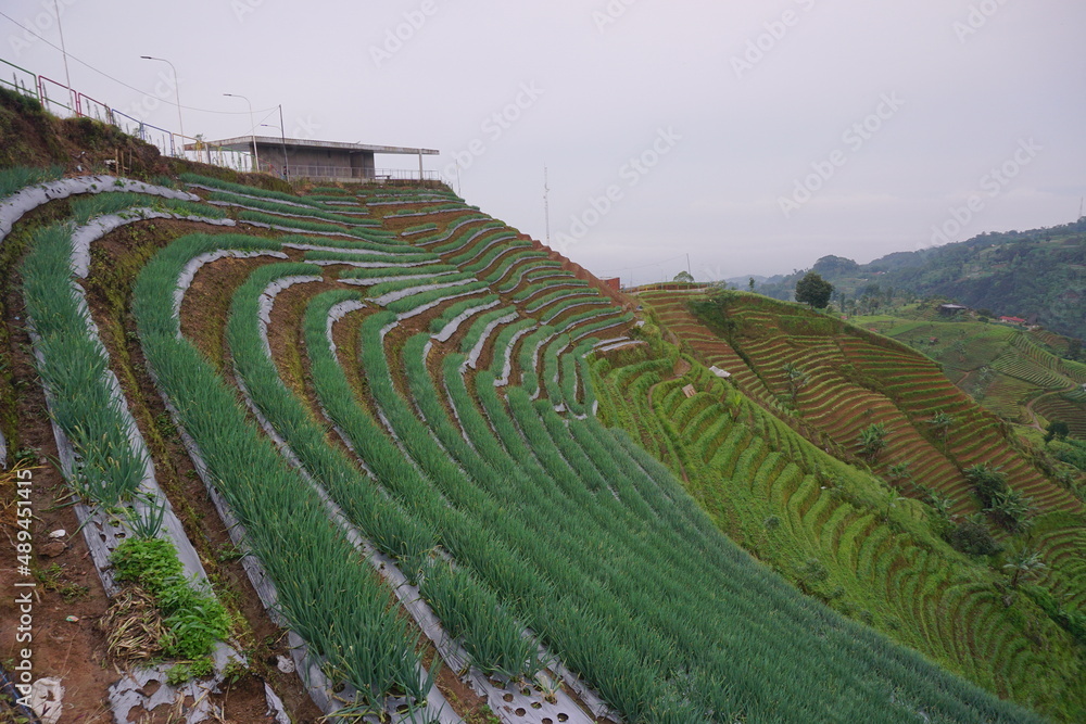 Beautiful terrace plantation with leading line and green plantation of Panyaweuyan Argapura Majalengka. Sunrise with sea of clouds, beautiful natural view for agricultural background