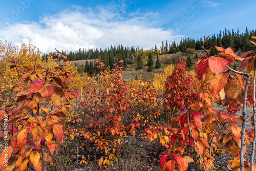 Fall red colored plants in a golden landscape from Yukon Territory, northern Canada in September, autumn season. 