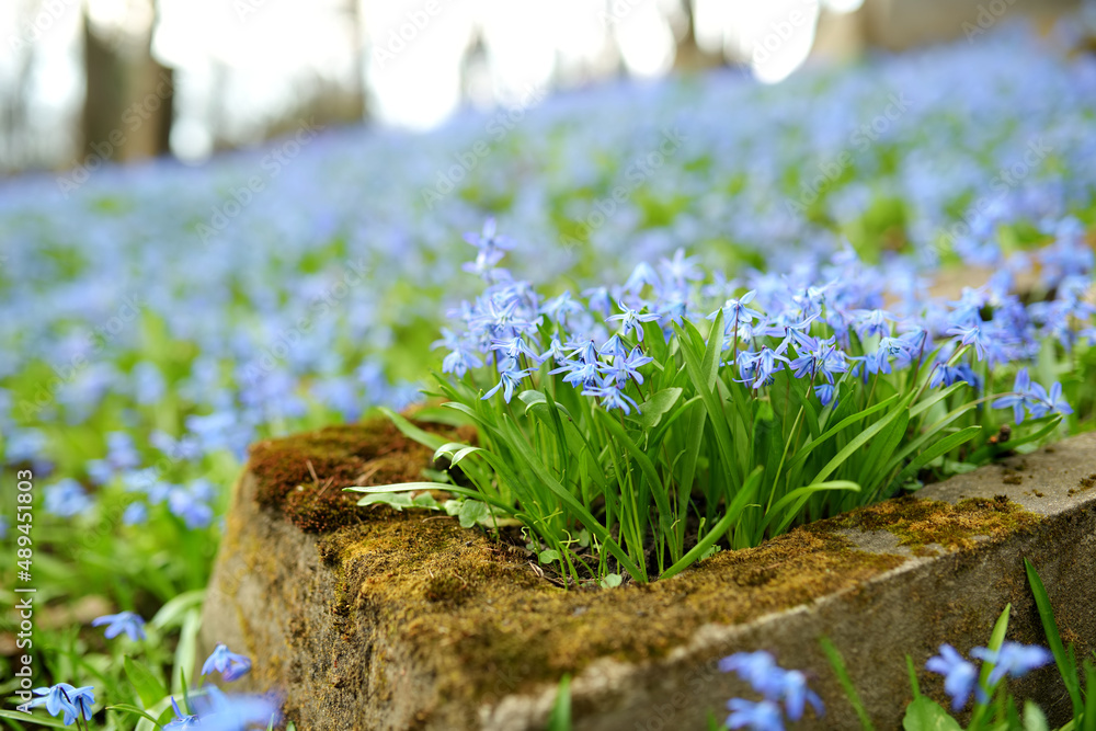 Blue scilla siberica spring flowers blossoming in Bernardine cemetery, one of the three oldest graveyards in Vilnius, Lithuania - obrazy, fototapety, plakaty 