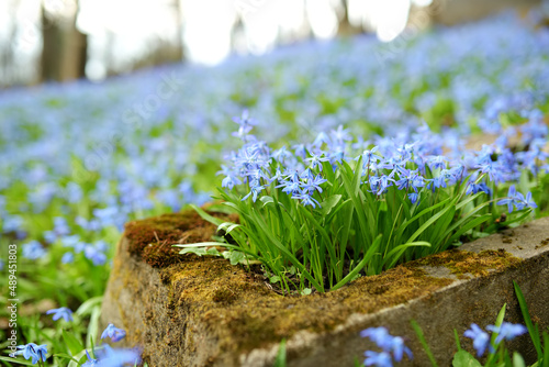 Blue scilla siberica spring flowers blossoming in Bernardine cemetery, one of the three oldest graveyards in Vilnius, Lithuania photo
