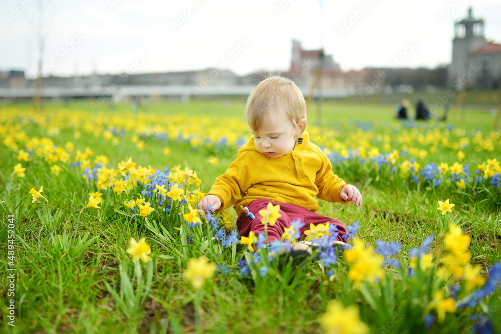 Cute toddler boy having fun between rows of beautiful yellow daffodils and blue scillas blossoming on spring day.