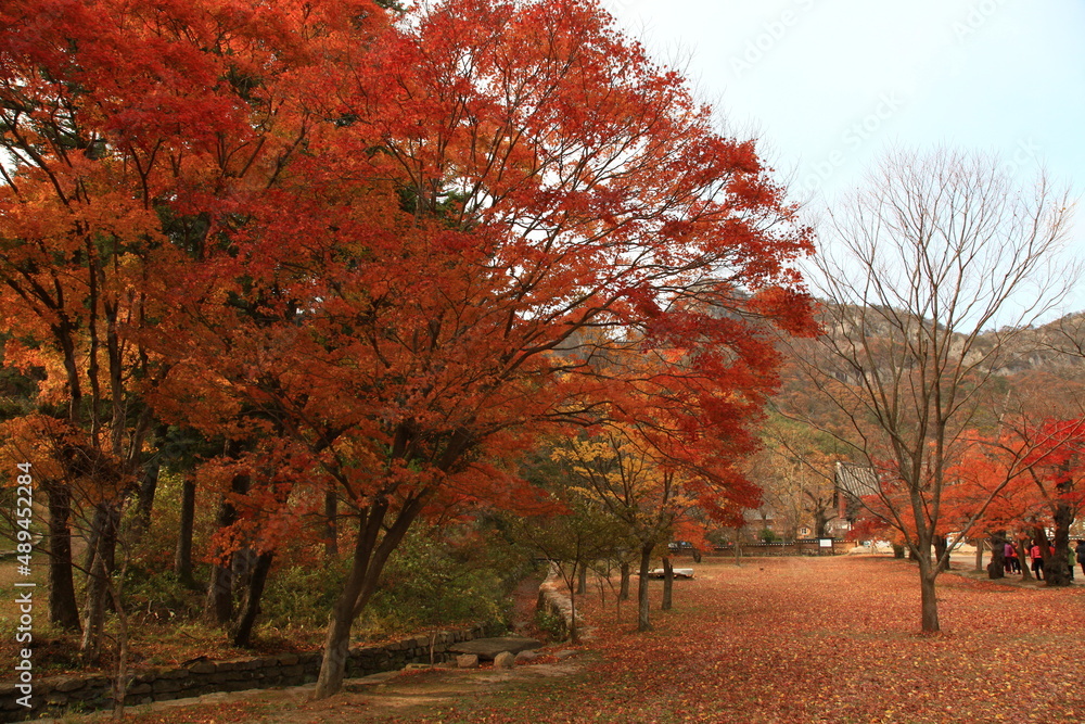 Naklejka premium autumn landscape