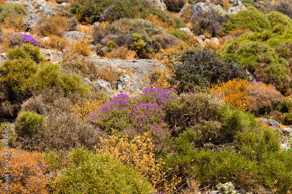 Thyme and origano plants on Lasithi Makrigialos mountains. Southwest Crete, Greece.