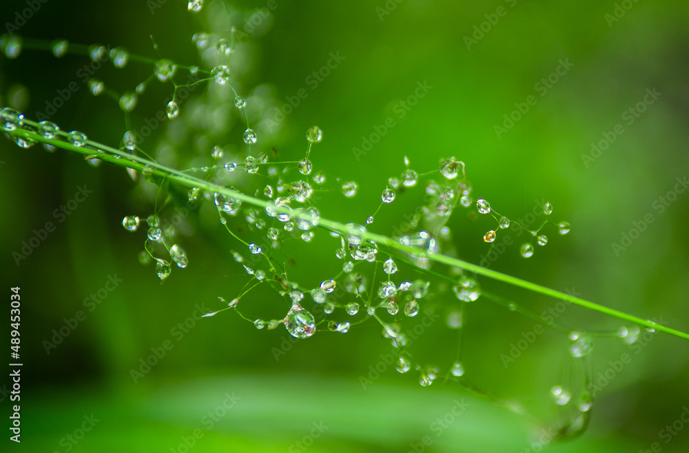Natural green background with leaf and drops of water. High quality photo Natural green background with leaf and drops of water. High quality photo