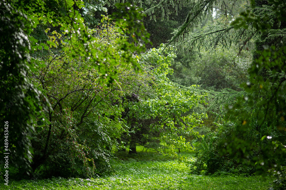 Obraz premium path through the forest trees, nature green wood . High quality photo