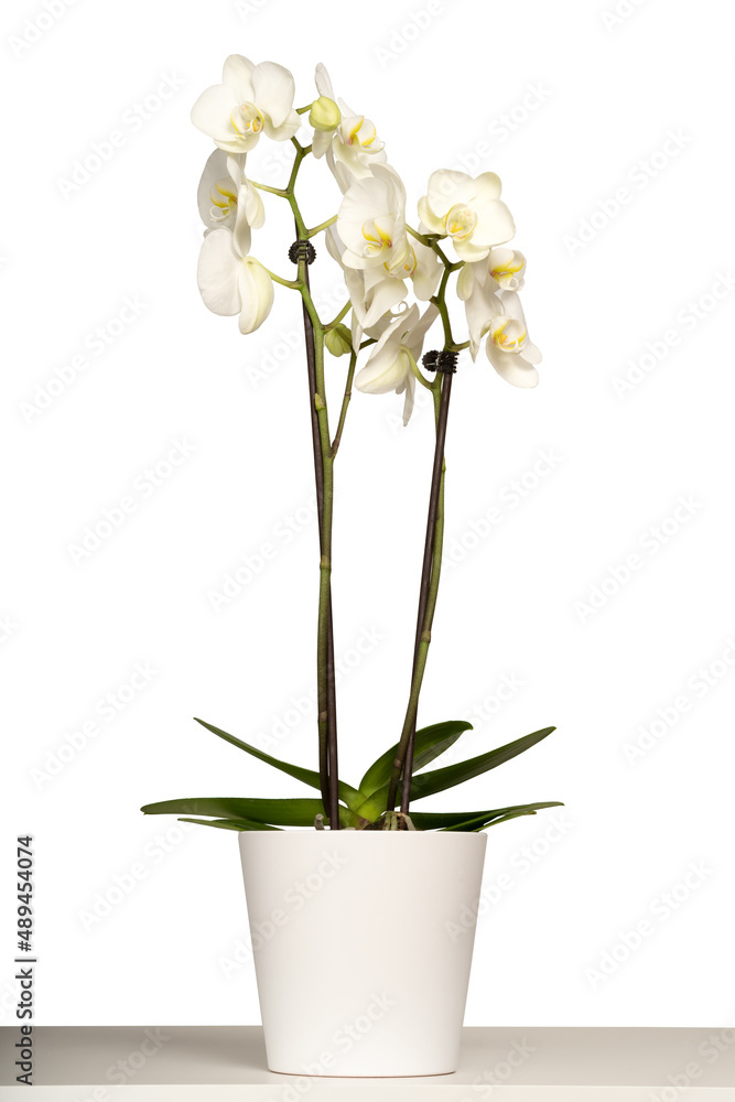 White orchid (Phalaenopsis) in a white pot with many flowers isolated on white background. White orchid (Phalaenopsis) in a white pot with many flowers isolated on white background.