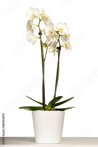 White orchid  Phalaenopsis  in a white pot with many flowers isolated on white background.