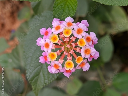 lantana camara flower in tropical nature kalimantan