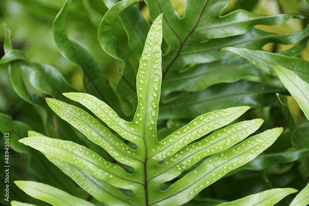 Closeup of a unique leaf of the Wart Fern Closeup of a unique leaf of the Wart Fern