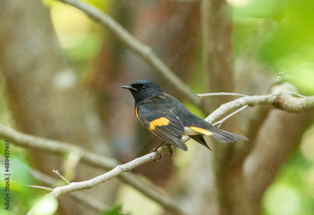 A male American redstart warbler rests on a tree limb during spring bird migration in the United States. A male American redstart warbler rests on a tree limb during spring bird migration in the United States.