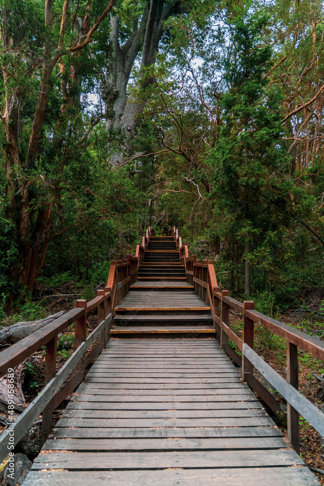 wooden bridge in the woods wooden bridge in the woods
