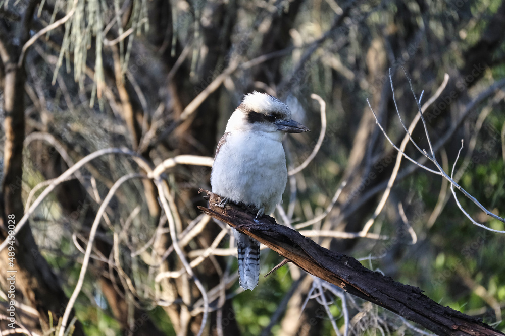 kookaburra Australian native bird, Victoria in the wild