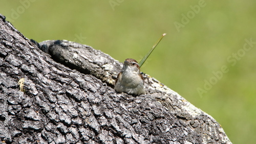 Carolina wren (Thryothorus ludovicianus) on an oak tree in a backyard in Panama City, Florida, USA