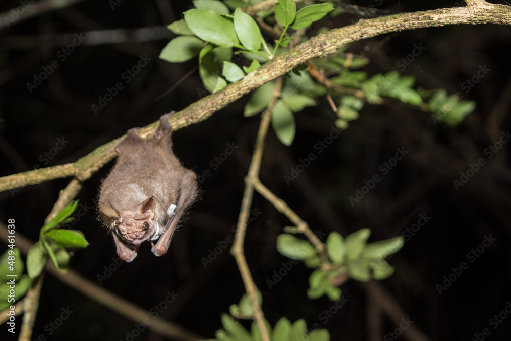 Wrinkle-faced Bat Hanging from a Branch Wrinkle-faced Bat Hanging from a Branch