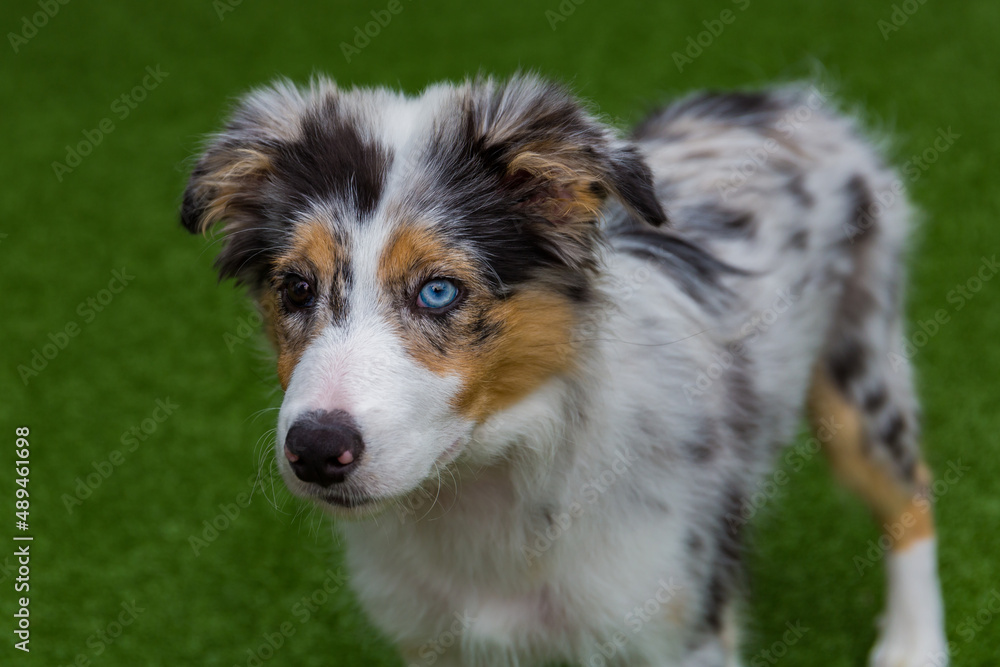 Blue merle border collie puppy with different colored eyes