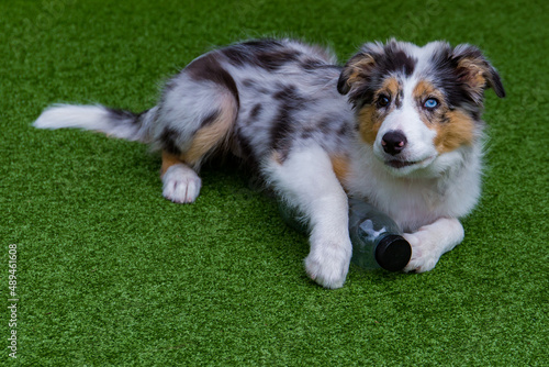Blue merle border collie puppy with different colored eyes © Sally Hinton