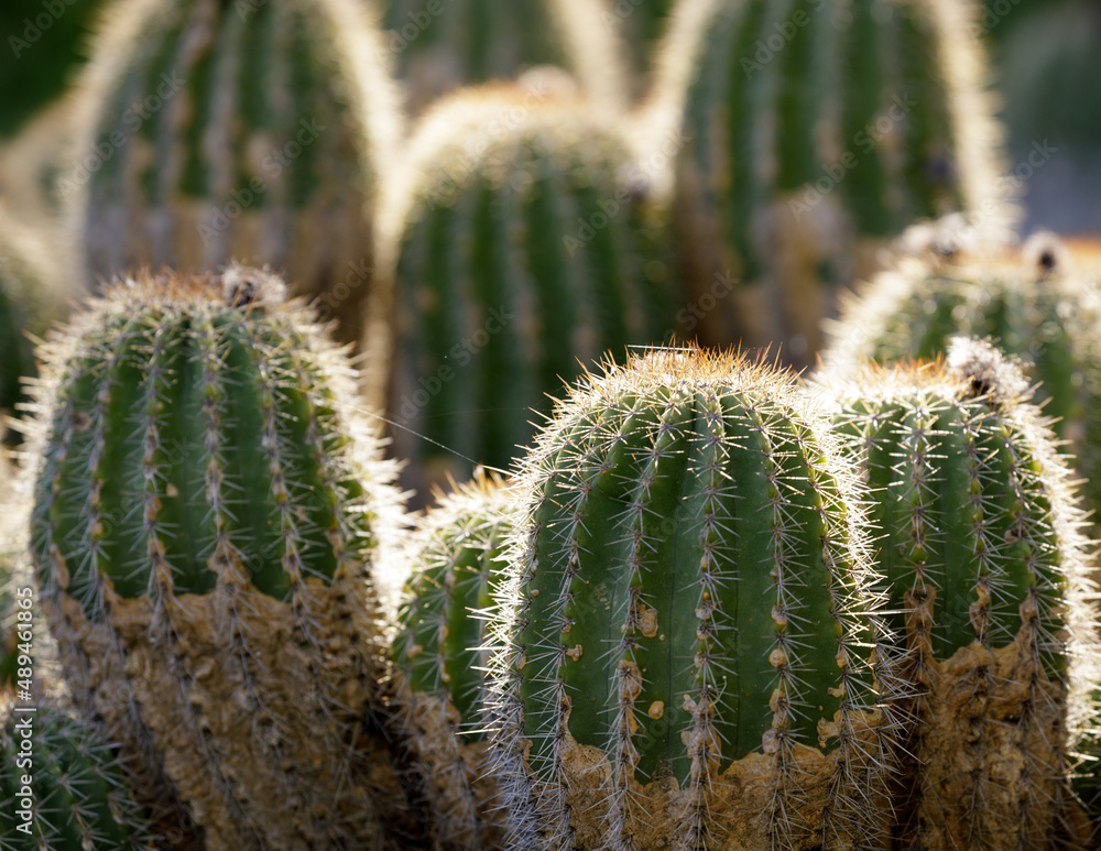 Hedgehog cactus clusters. Arizona cactus garden in Stanford, California. Hedgehog cactus clusters. Arizona cactus garden in Stanford, California.